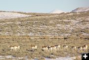 December antelope. Photo by Dawn Ballou.