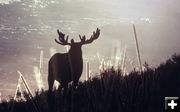 Winter Moose. Photo by National Park Service.