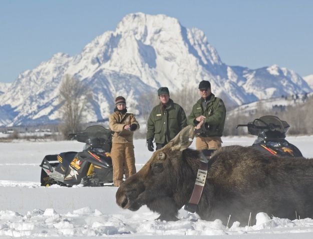 Moose study in Jackson. Photo by Wyoming Game & Fish Department.