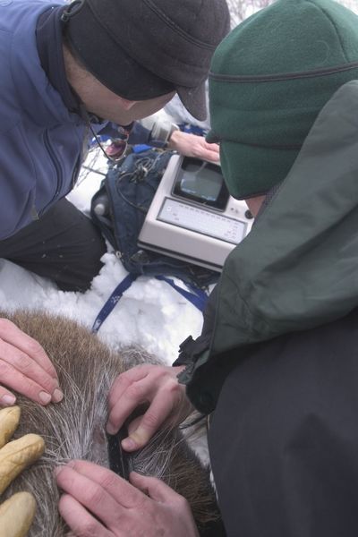 Moose ultrasound. Photo by Wyoming Game & Fish Department.