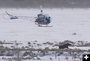 Darting moose by helicopter. Photo by Wyoming Game & Fish Department.