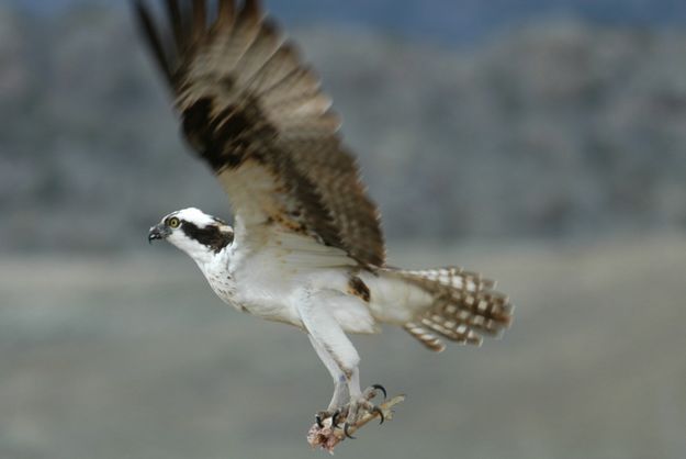 Osprey. Photo by Arnold Brokling.