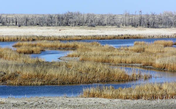 Marshes. Photo by Pinedale Online.