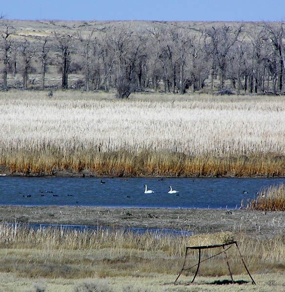 Swans. Photo by Pinedale Online.