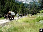 Historic Wagon Train Trips. Photo by Wagons Across Wyoming.