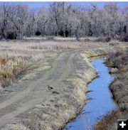 Geese on road. Photo by Pinedale Online.