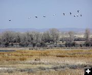 Flock of Pelicans. Photo by Pinedale Online.