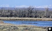 Seedskadee Wildlife Refuge. Photo by Pinedale Online.