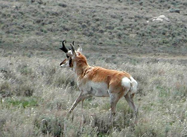 Pronghorn Antelope. Photo by Pinedale Online.