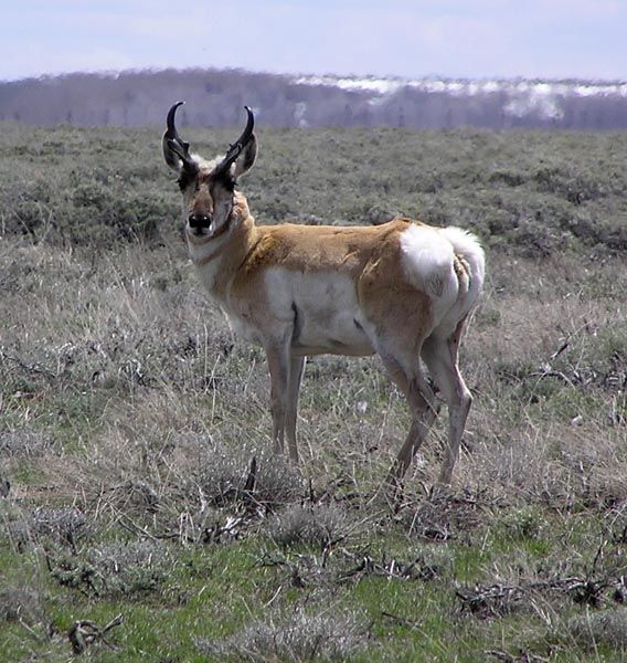 Antelope Buck. Photo by Pinedale Online.