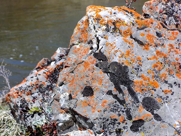 Orange Lichens. Photo by Pinedale Online.