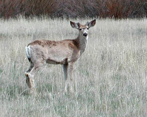 Mule Deer. Photo by Pinedale Online.