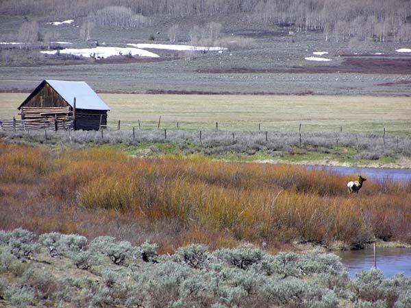 Elk are out. Photo by Pinedale Online.