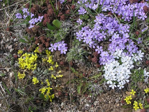 Colorful wildflowers. Photo by Pinedale Online.