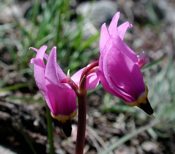 Shooting Stars. Photo by Pinedale Online.