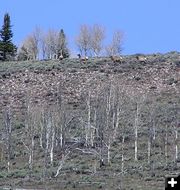 More elk. Photo by Pinedale Online.