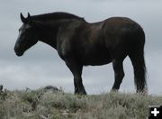 Workhorse. Photo by Pinedale Online.