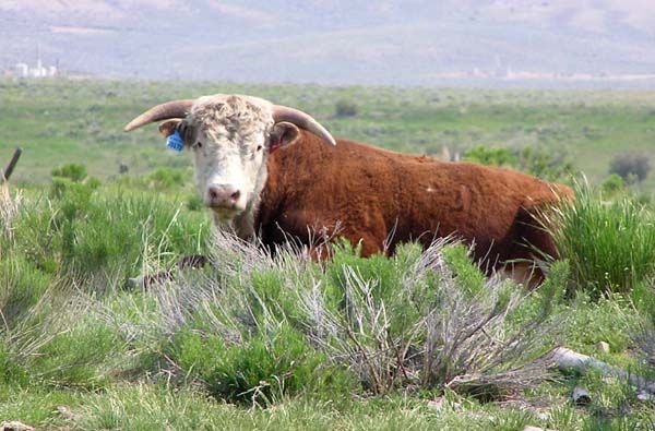 Contented Bull. Photo by Pinedale Online.