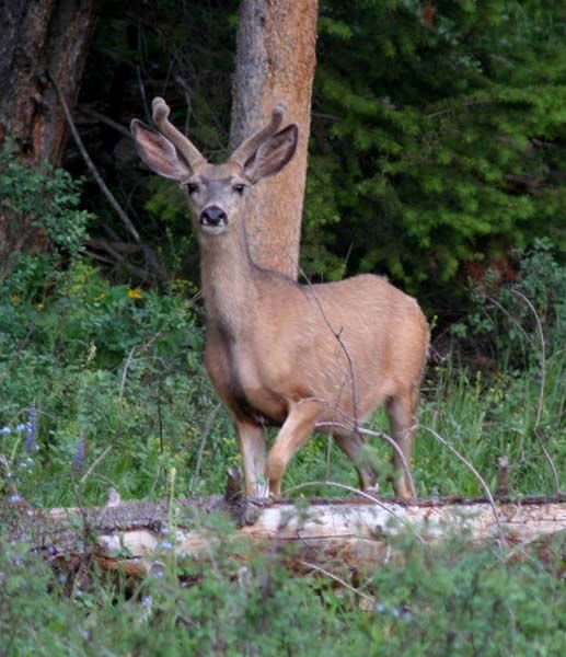 Buck in Velvet. Photo by Pinedale Online.