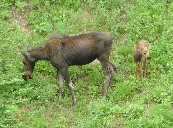 Cow and Calf Moose. Photo by Green River Outfitters.