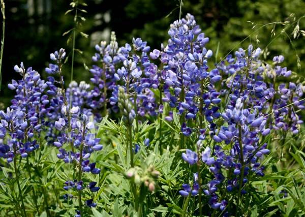 Lupine. Photo by Pinedale Online.