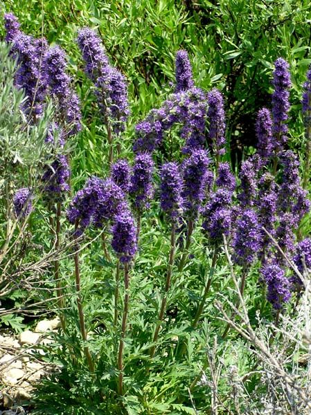 Purple Fringe. Photo by Pinedale Online.