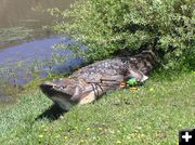 Alligator Target. Photo by Pinedale Online.