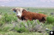 Contented Bull. Photo by Pinedale Online.