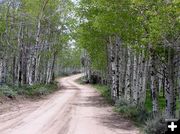 New leaves on the aspens. Photo by Pinedale Online.