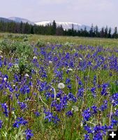 Blue Wildflower Meadow. Photo by Pinedale Online.