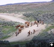 Buckskin Cattle Drive. Photo by Pinedale Online.