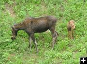 Cow and Calf Moose. Photo by Green River Outfitters.