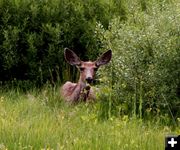 Big Deer Ears. Photo by Pinedale Online.