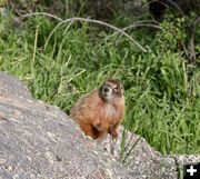 Marmot. Photo by Pinedale Online.