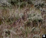 Sage Grouse. Photo by Pinedale Online.