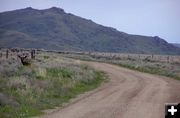 Elk resting next to road. Photo by Pinedale Online.