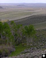 Green meadow elk. Photo by Pinedale Online.