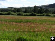 Pretty meadow. Photo by Pinedale Online.