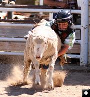 Sheep Riding. Photo by Pinedale Online.