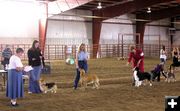 Dog Judging. Photo by Pinedale Online.