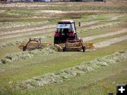 Raking. Photo by Dawn Ballou, Pinedale Online.