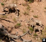 Bighorn Sheep. Photo by Clint Gilchrist, Pinedale Online.