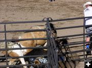 Jenny crashing into fence. Photo by Dawn Ballou, Pinedale Online.