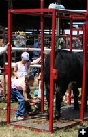 Spray Painting Steer. Photo by Pinedale Online.