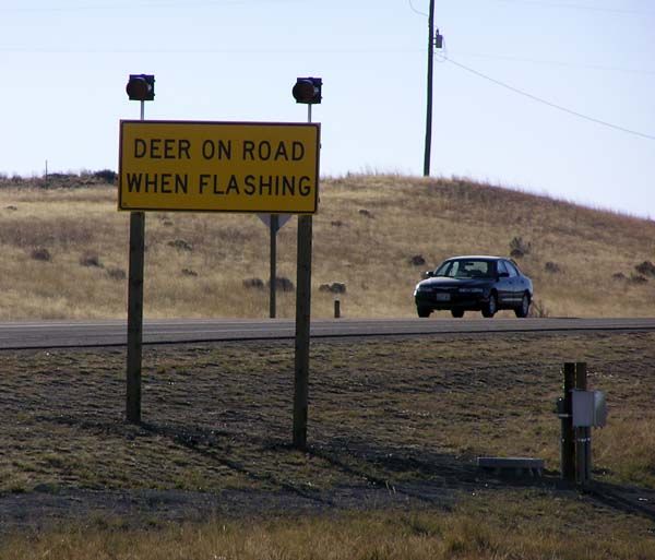 Deer on the road. Photo by Dawn Ballou, Pinedale Online.