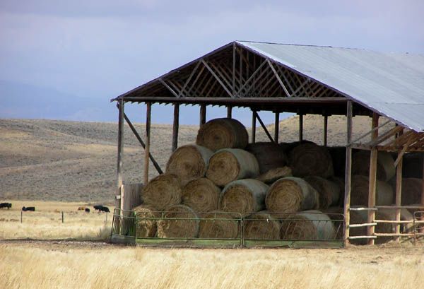 Hay Meadows. Photo by Pinedale Online.