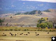 Hoback Bison. Photo by Pinedale Online.