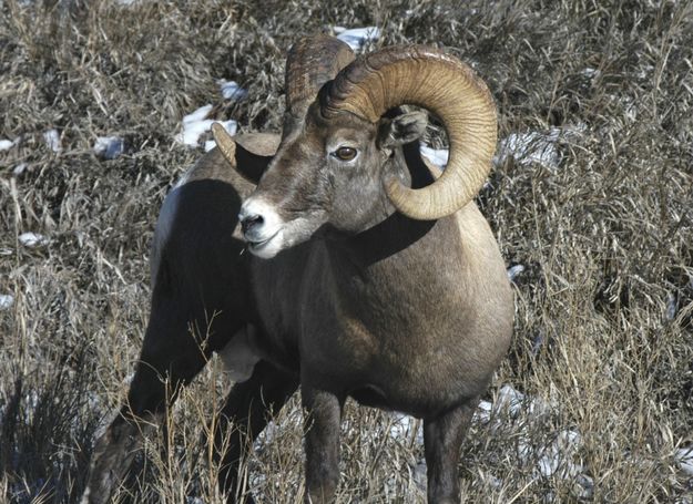 Bighorn Sheep. Photo by Arnold Brokling.