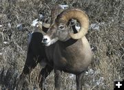 Bighorn Sheep. Photo by Arnold Brokling.