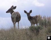 Deer are on the move. Photo by Pinedale Online.